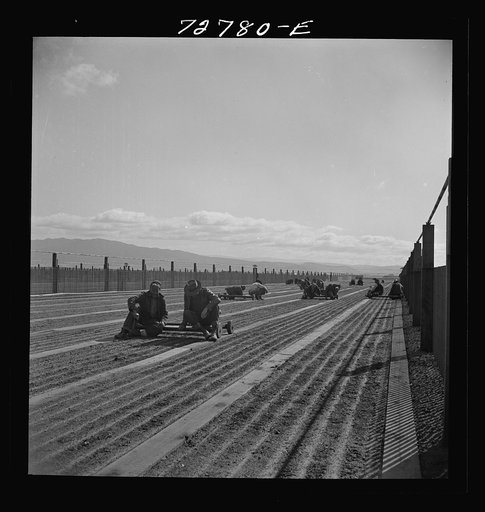 Untitled photo, possibly related to: Salinas, California. Weeding seedbeds in guayule nursery