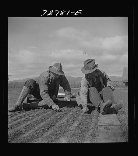 Untitled photo, possibly related to: Salinas, California. Weeding seedbeds in guayule nursery