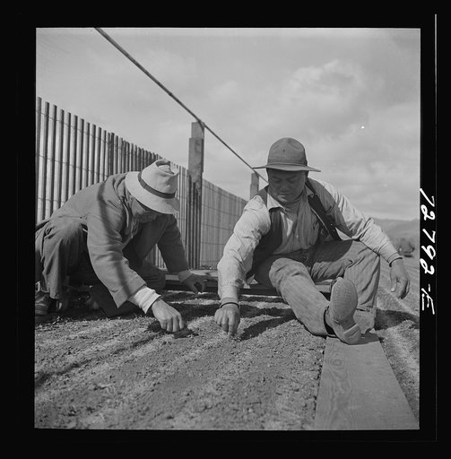 Untitled photo, possibly related to: Salinas, California. Weeding seedbeds in guayule nursery
