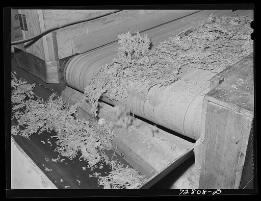 Turlock, California. Dehydrated cabbage on moving belt goes to inspection table and then on to packaging point. Dehydrating plant