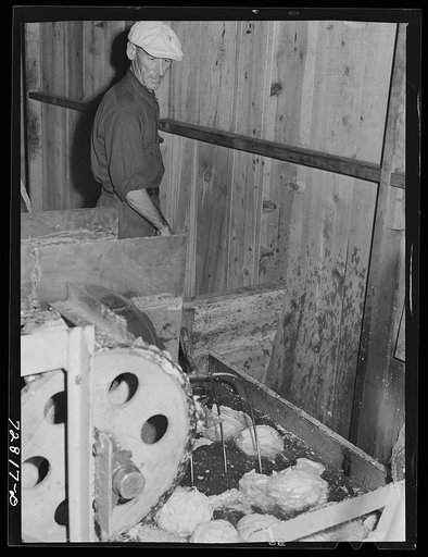 Turlock, California. Washing cabbage before dehydration