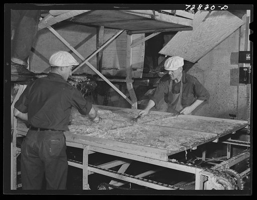 Turlock, California. Spreading out chopped cabbage before it is placed in drying tunnel. Dehydrating plant