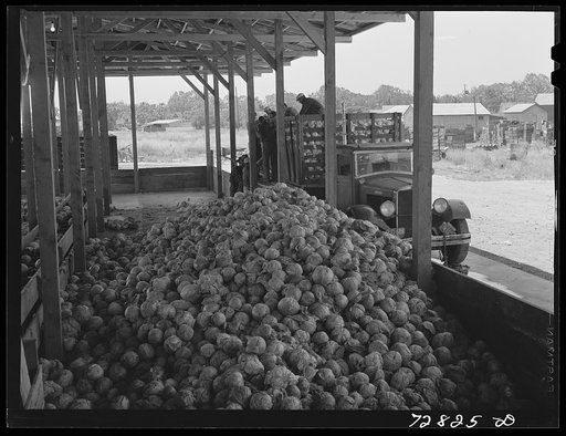 Untitled photo, possibly related to: Turlock, California. Cabbage being unloaded at dehydrating plant