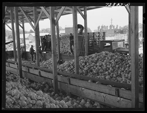 Turlock, California. Cabbage being unloaded at dehydrating plant