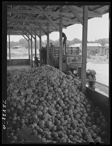 Turlock, California. Pushing racks of cabbage into drying tunnel at dehydrating plant