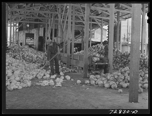 Turlock, California. Cabbage at dehydrating plant