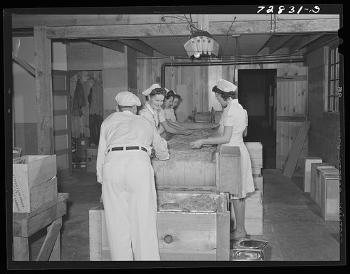 Turlock, California. Inspecting dehydrated cabbage immediately before packaging