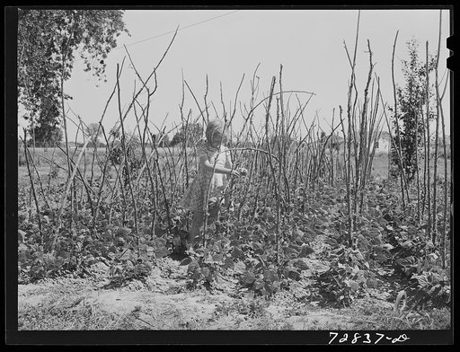 Daughter of agricultural worker in her family's garden at the FSA (Farm Security Administration) farm workers community. Yuba City, California