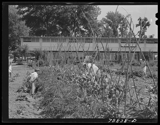 Family working in their garden at the FSA (Farm Security Administration) farm workers community. Yuba City, California