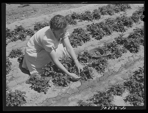Strawberry bed in garden of agricultural worker living at the FSA (Farm Security Administration) farm workers community. Gridley, California