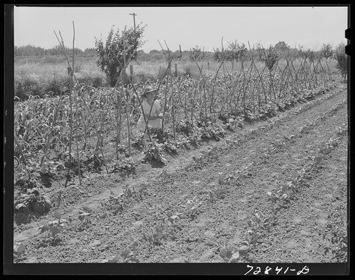 Garden of agricultural worker living at the FSA (Farm Security Administration) farm workers community. Yuba City, California