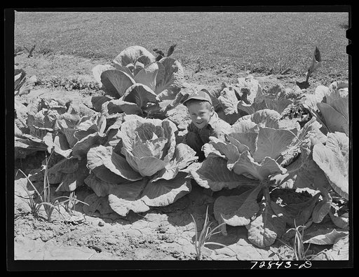 Jimmy Lee Shadd in his mother's cabbage patch at the FSA (Farm Security Administration) farm workers community. Gridley, California