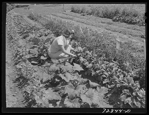 Mrs. Zenith Prothero who lives at the FSA (Farm Security Administration) farm workers community. Gridley, California