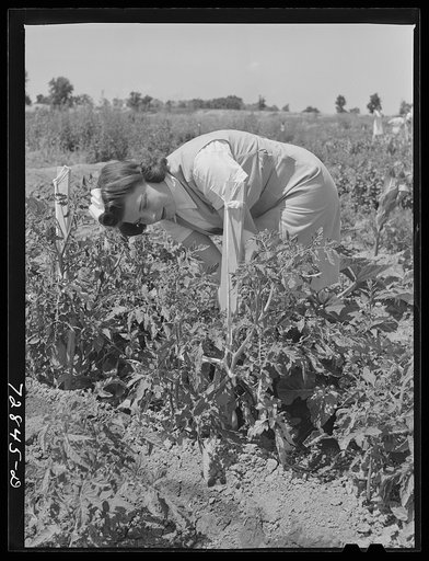 Mrs. Zenith Prothero weeds her tomato plants at the FSA (Farm Security Administration) farm workers community. Yuba City, California