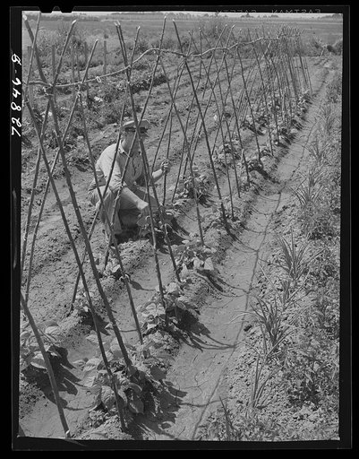 Untitled photo, possibly related to: William Ollar with his Kentucky Wonder Pole beans. FSA (Farm Security Administration) farm workers community. Yuba City, California