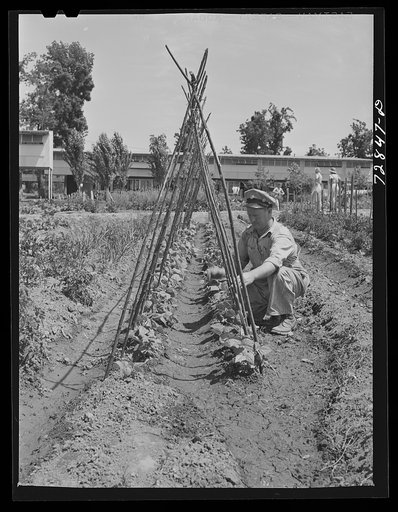 Untitled photo, possibly related to: William Ollar with his Kentucky Wonder Pole beans. FSA (Farm Security Administration) farm workers community. Yuba City, California
