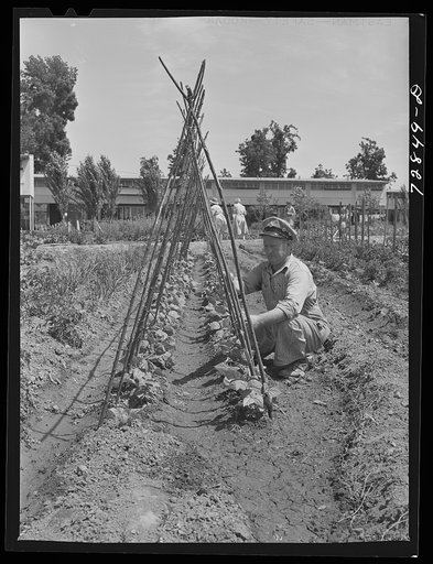 William Ollar with his Kentucky Wonder Pole beans. FSA (Farm Security Administration) farm workers community. Yuba City, California