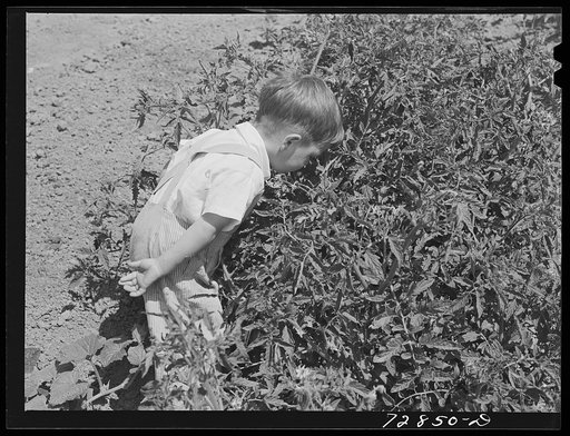 Donnie Martin hunts for bugs on the tomato plants in his mother's garden at the FSA (Farm Security Administration) farm workers community. Yuba City, California