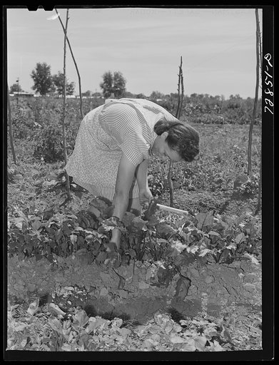 Mrs. Sylvia Yonce weeds beans in her garden at the FSA (Farm Security Administration) farm workers community. Yuba City, California
