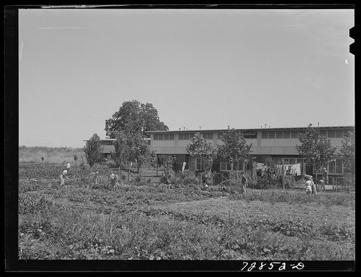 Untitled photo, possibly related to: Agricultural workers in gardens in rear of apartment building at the FSA (Farm Security Administration) farm workers community. Yuba City, California
