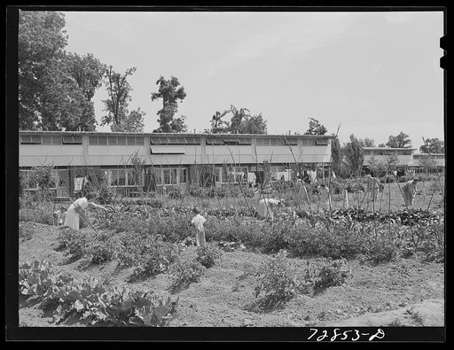 Agricultural workers in garden in rear of apartment building at the FSA (Farm Security Adminsitration) farm workers community. Yuba City, California