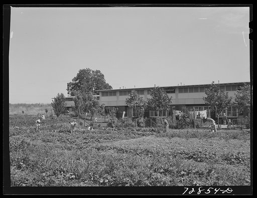 Untitled photo, possibly related to: Agricultural workers in gardens in rear of apartment building at the FSA (Farm Security Administration) farm workers community. Yuba City, California