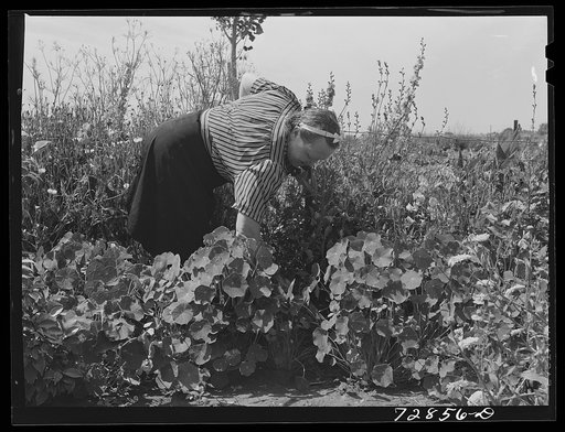 Untitled photo, possibly related to: Mrs. Carl Bjorkquist in her flower garden in the rear of her apartment at the FSA (Farm Security Administration) farm workers community. Yuba City, California