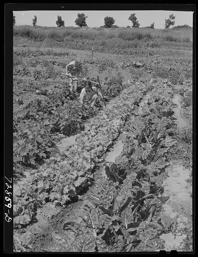 Children working in garden at the FSA (Farm Security Administration) farm workers community. Yuba City, California. Each family has its own garden