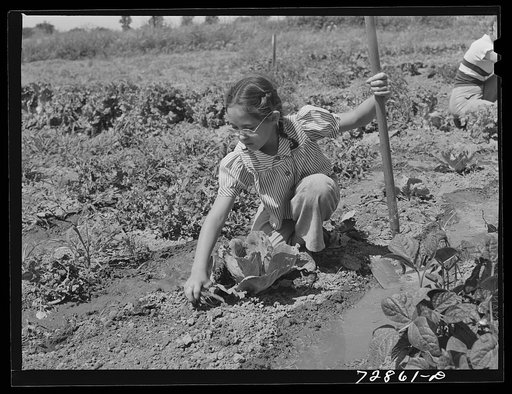 Marileeann Simpson weeds her family's garden at the FSA (Farm Security Administration) farm workers community. Yuba City, California