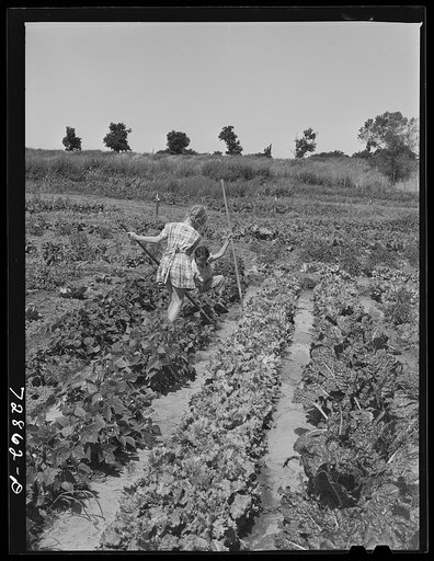 Children working in garden at the FSA (Farm Security Administration) farm workers community. Yuba City, California. Each family has its own garden