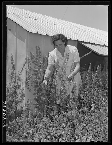 Agricultural worker in her flower garden, FSA (Farm Security Administration) farm workers community. Yuba City, California. She and her family live in one of the metal shelters