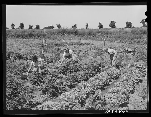 Yuba City, California. FSA (Farm Security Administration) migratory farm workers community. Children working in the community garden