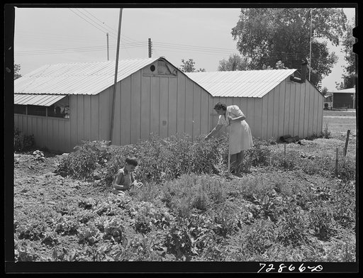 Vegetable garden in rear of metal shelters at the FSA (Farm Security Administratoin) farm workers community. Yuba City, California