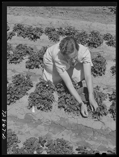 Strawberry bed in garden of agricultural worker living at the FSA (Farm Security Administration) farm workers community. Gridley, California