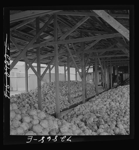 Untitled photo, possibly related to: Tons of cabbage to be dehydrated at plant in Turlock, California