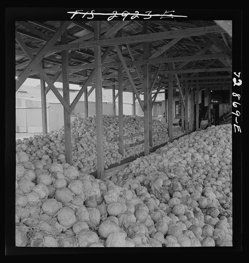 Tons of cabbage to be dehydrated at plant in Turlock, California