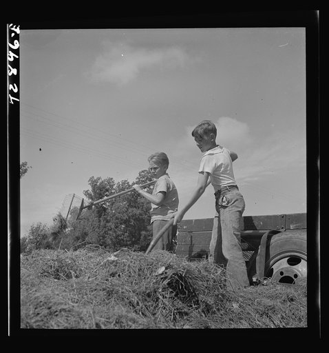 Yuba City, California. FSA (Farm Security Administration) farm family camp. Boys gathering hay at the camp