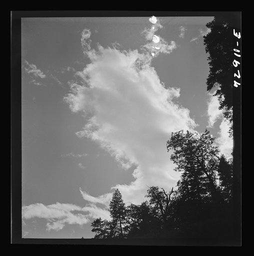 Shasta County, California. Trees and clouds