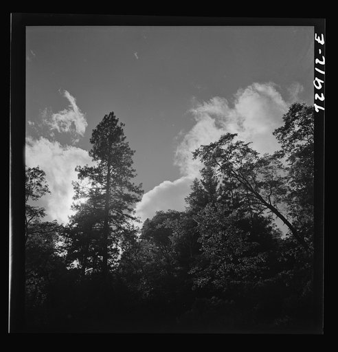 Shasta County, California. Trees and clouds