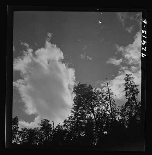 Shasta County, California. Trees and clouds