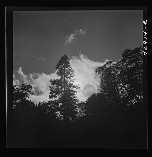 Untitled photo, possibly related to: Shasta County, California. Trees and clouds
