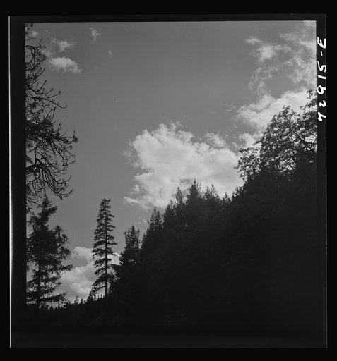 Shasta County, California. Trees and clouds