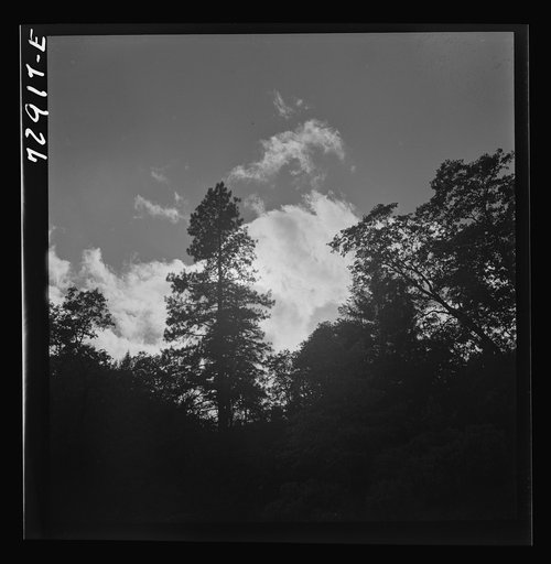 Shasta County, California. Trees and clouds