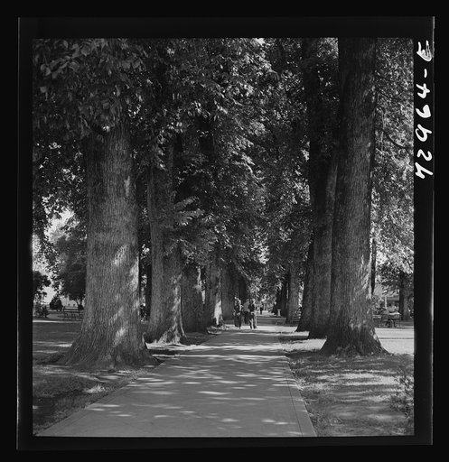 Chico, California. City park