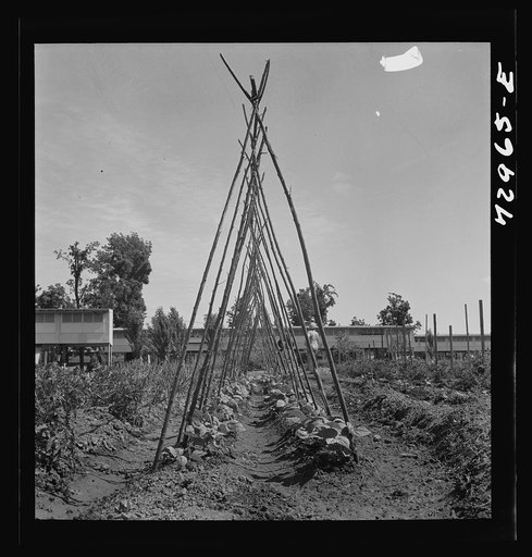 Untitled photo, possibly related to: Kentucky Wonder Pole beans. FSA (Farm Security Administration) farm workers community. Yuba City, California