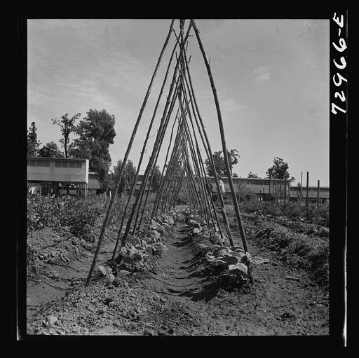 Untitled photo, possibly related to: Kentucky Wonder Pole beans. FSA (Farm Security Administration) farm workers community. Yuba City, California