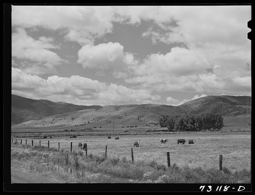 Siskiyou County, California. Cattle grazing in mountain pastures