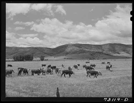 Siskiyou County, California. Cattle grazing in mountain pastures