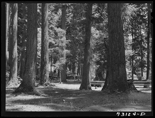 Untitled photo, possibly related to: Willamette National Forest, Lane County, Oregon. Forest camp