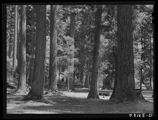 Untitled photo, possibly related to: Willamette National Forest, Lane County, Oregon. Forest camp